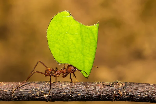 Tondeuse Fourmi Portant Une Feuille Son Nid — Photo