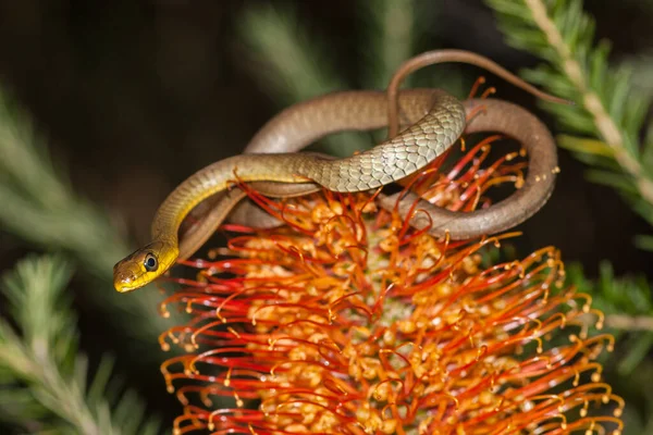 Обычное Дерево Змей Арестованных Hairpin Banksia — стоковое фото