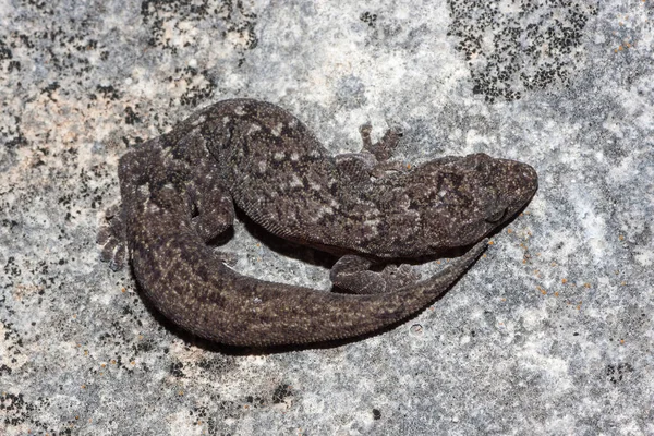 Gemarmerde Gecko Rustend Rots — Stockfoto