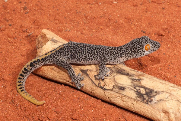 Gecko Cola Dorada Australiano — Foto de Stock