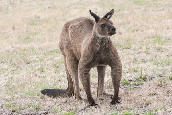 Buck Western Grey Kangaroo Een Kangaroo Island Ondersoort — Stockfoto