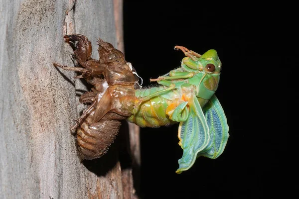 Verde Grocer Cicada Emergindo Concha Como Adulto — Fotografia de Stock