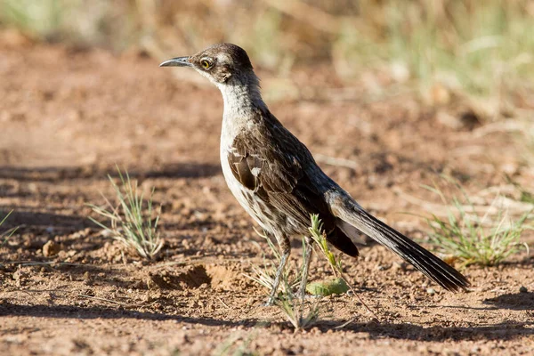 Galapágy Mockingbird Pózující Pro Foto — Stock fotografie