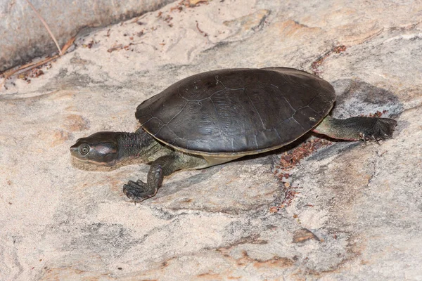 Nordlige Rødhårede Skildpadde Land - Stock-foto