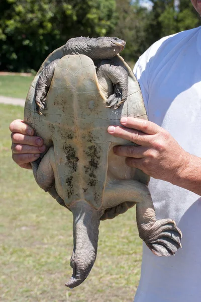 Male Mary River Turtle Being Held Researcher — Stock Photo, Image