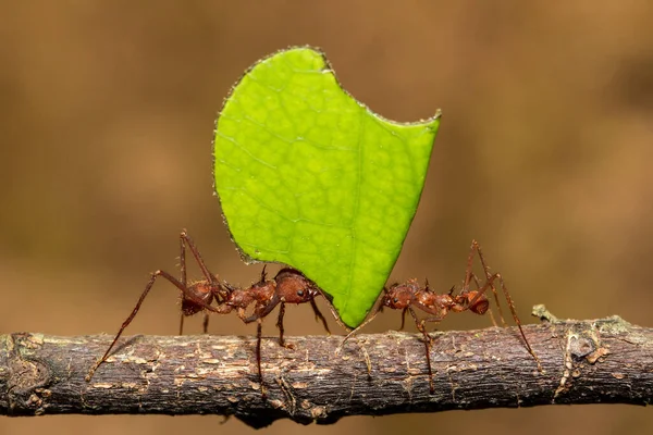 Coupeur Feuilles Fourmis Portant Une Feuille Leur Nid — Photo