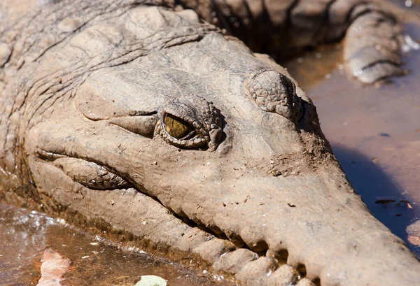 Крупный План Австралийского Пресноводного Крокодила — стоковое фото
