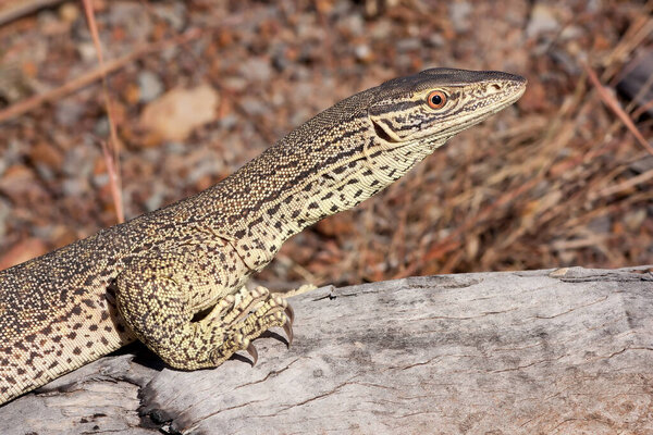 Монитор Гульда, греющийся на бревне