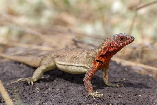 Lava Lizard Galapagos Islands — Stock Photo, Image