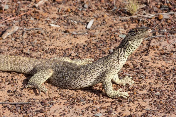 Gould Monitor Med Högt Huvud — Stockfoto