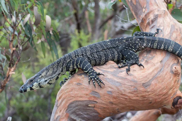 Lace Monitor Lizard Tree Limb — Stock Photo, Image