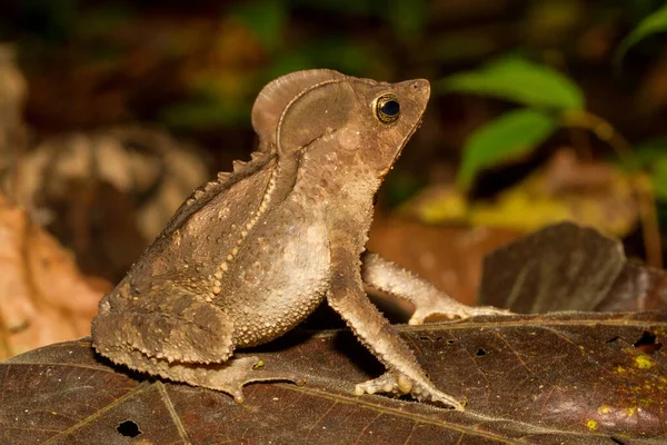 Sapo Bosque Crestado Ecuador — Foto de Stock