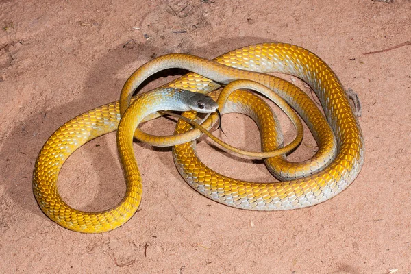 Yellow Color Form Common Tree Snake — 图库照片