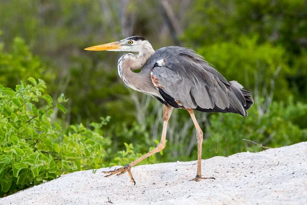 Grande Garça Azul Ilha Galápagos — Fotografia de Stock