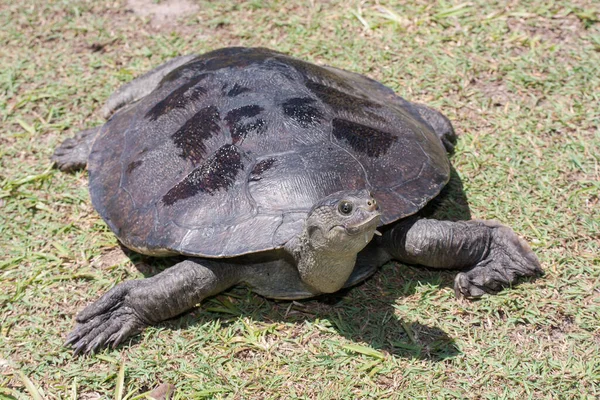 Australsk Mary River Skildpadde - Stock-foto