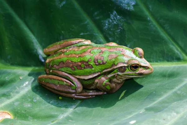 Žába Zelená Zlatá — Stock fotografie