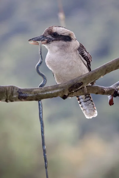 Riendo Kookaburra Alimentándose Serpiente Del Pantano — Foto de Stock