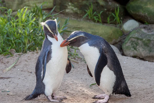 Nova Zelândia Pinguim Campo — Fotografia de Stock