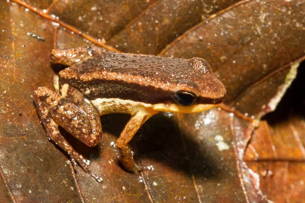 Ucayali Rocket Frog Еквадору — стокове фото