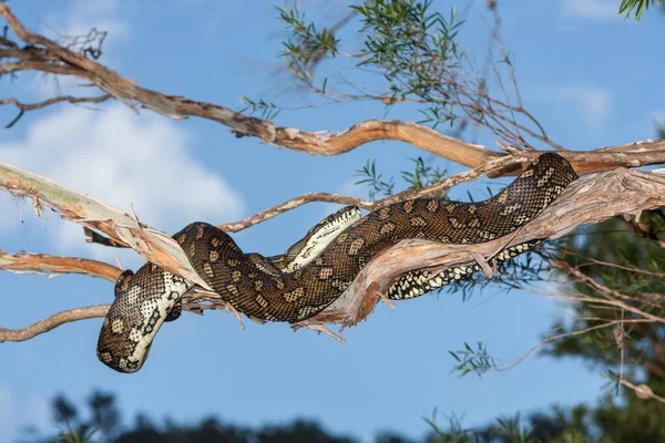 Ковер Python Покоится Ветке Дерева — стоковое фото