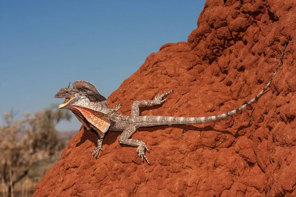 Frill Necked Lizard Descansando Monte Cupins — Fotografia de Stock