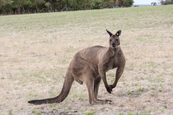 Buck Western Grey Känguru Auf Kangaroo Island Südaustralien — Stockfoto