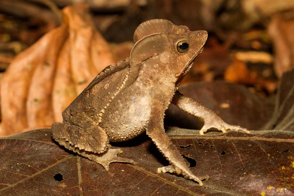 Sapo Bosque Crestado Ecuador —  Fotos de Stock