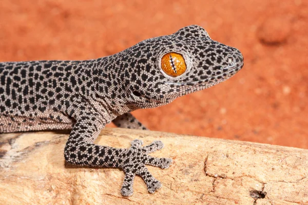 Fotografía Cerca Del Gecko Cola Dorada — Foto de Stock