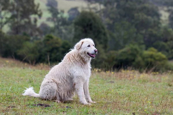 Maremma Çoban Köpeği fotoğraf için poz veriyor.