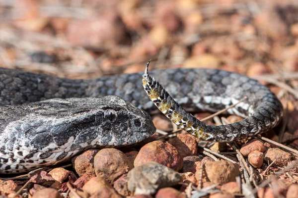 Close Australian Death Adder Showing Tail — 图库照片