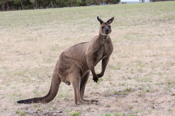 Buck Western Grey Kangaroo Kangaroo Island Zuid Australië — Stockfoto