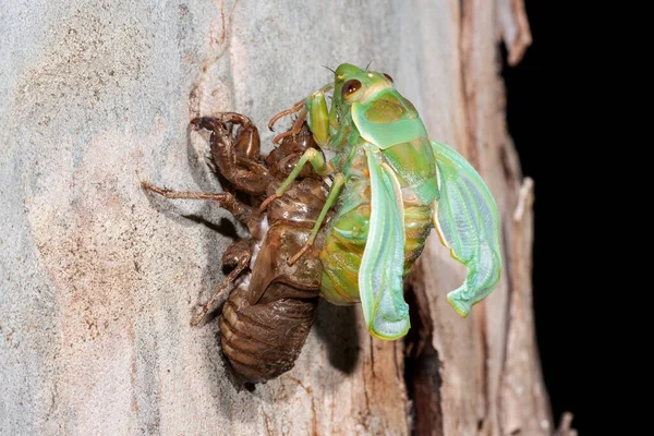 Green Grocer Cicada Émergeant Comme Adulte — Photo