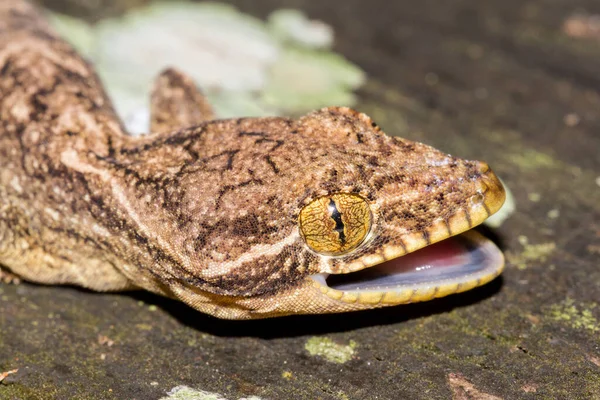Ekvador Dan Şalgam Kuyruklu Gecko — Stok fotoğraf