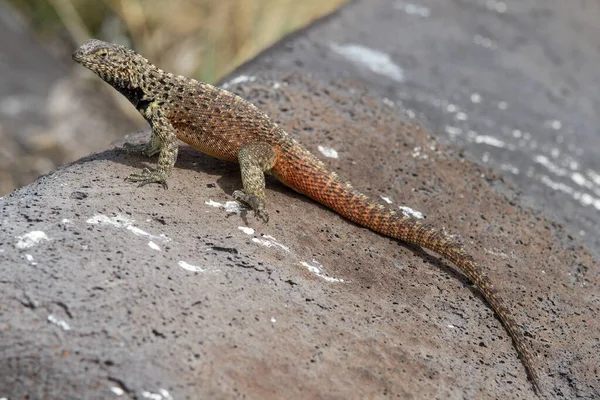 Espanola Lava Lizard Των Νήσων Γκαλαπάγκος — Φωτογραφία Αρχείου