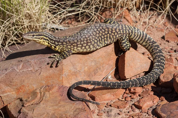 Κορυφογραμμή Ακανθώδης Ουρά Monitor Basking Rock — Φωτογραφία Αρχείου