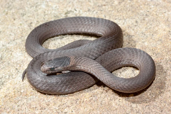 Australian Mustard Bellied Snake — Stock Photo, Image