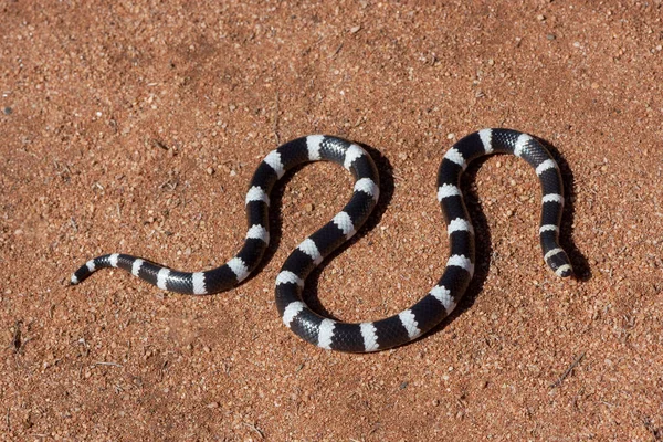 Australian Bandy Bandy Snake — Stock Photo, Image