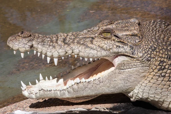 Морской Крокодил Открытым Ртом — стоковое фото