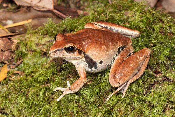 Kvinnlig Stenbäcksgroda — Stockfoto