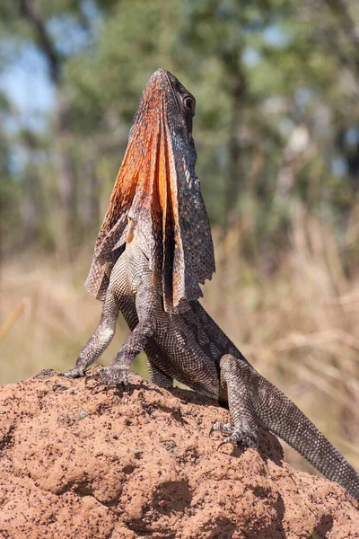 Frill Necked Lizard Termite Nest — Stock Photo, Image