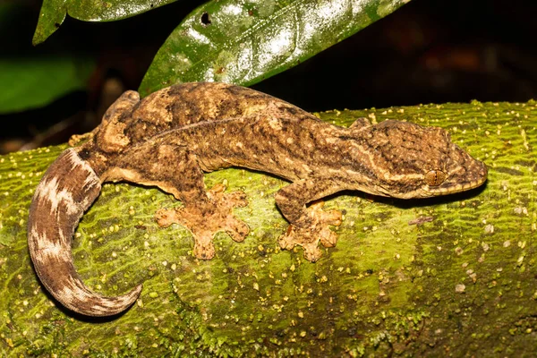 South American Turnip Tailed Gecko — 스톡 사진