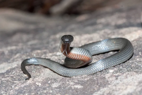 Eastern Small Eyed Snake Flickering Tongue — Stock Photo, Image