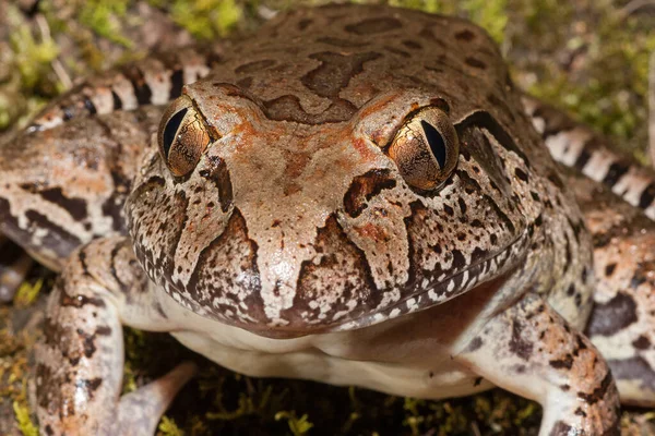 Close Van Reuzenkikker — Stockfoto