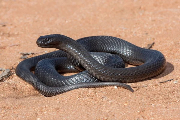 Kék Bellied Fekete Kígyó — Stock Fotó