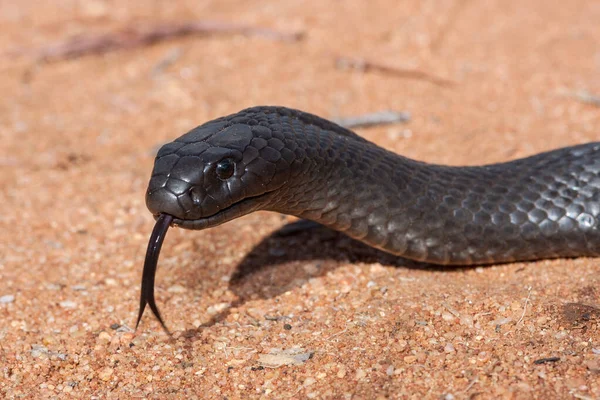 Blue Bellied Black Snake Flickering Tongue — 图库照片