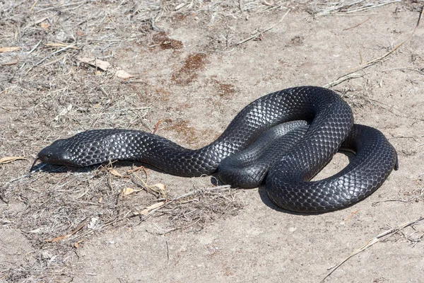 Peninsular Tiger Snake Kangaroo Island Australia — Stock Photo, Image