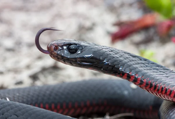 Černý Had Červeným Břichem — Stock fotografie