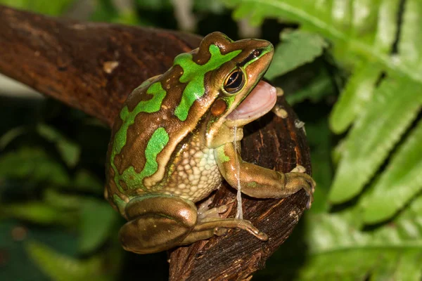 緑と黄金のベルカエルそれは自分の肌を食べる — ストック写真