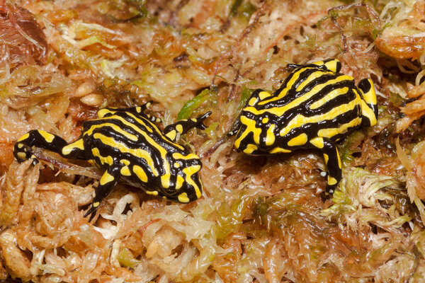 Лягушка Корробори на Сфагнум Мосс