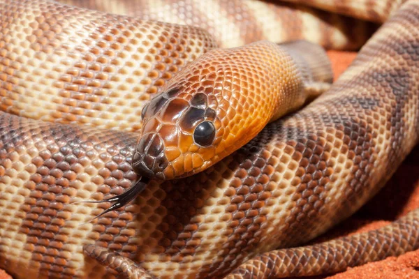 Woma Python Kokettiert Mit Ihrer Zunge — Stockfoto